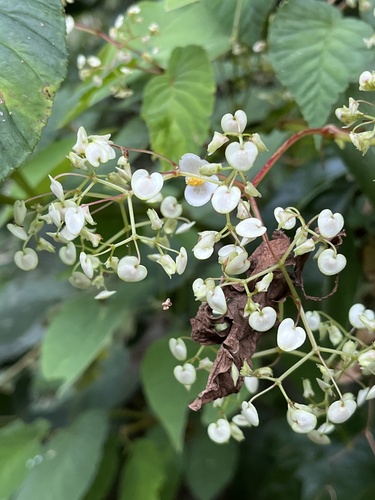 Begonia convallariodora (Begonia convallariodora)