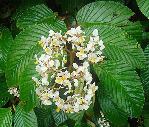 Begonia convallariodora: Dick Culbert: Begonia convallariodora graces the cloud forests from southern Mexico to Panama.