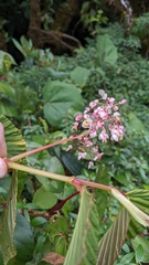 Begonia convallariodora (Begonia convallariodora)