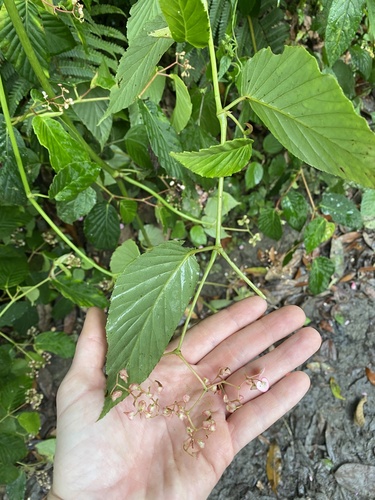 Begonia convallariodora (Begonia convallariodora)
