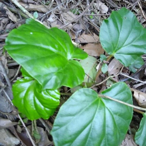 Morning-glory begonia (Begonia convolvulacea)