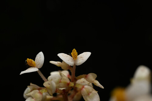 Begonia cooperi (Begonia cooperi)