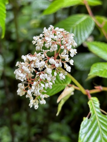 Begonia cooperi (Begonia cooperi)