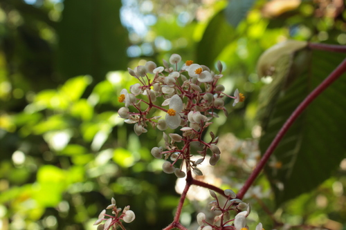 Begonia cooperi (Begonia cooperi)