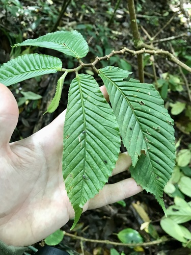 Begonia cooperi (Begonia cooperi)