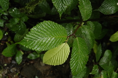 Begonia cooperi (Begonia cooperi)