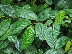 Begonia cooperi (Begonia cooperi)