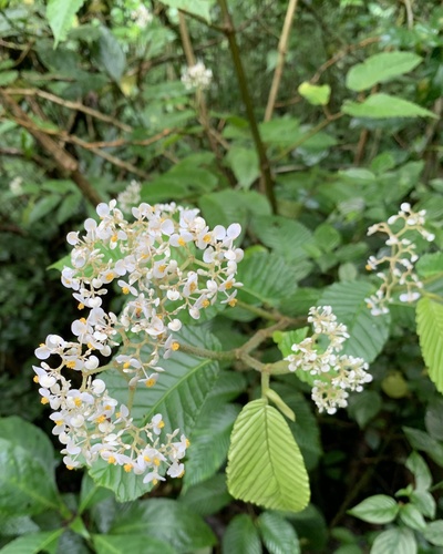 Begonia cooperi (Begonia cooperi)