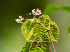 Begonia cooperi (Begonia cooperi)