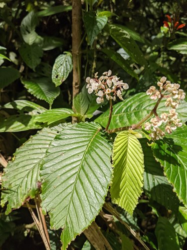 Begonia cooperi (Begonia cooperi)