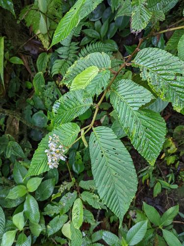 Begonia cooperi (Begonia cooperi)