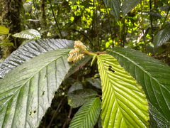 Begonia cooperi (Begonia cooperi)