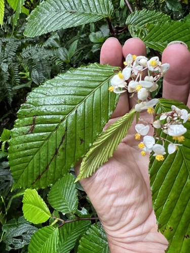 Begonia cooperi (Begonia cooperi)
