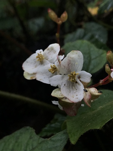 Begonia cornuta (Begonia cornuta)