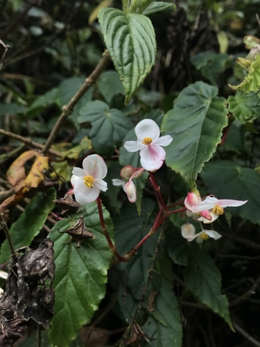 Begonia cornuta (Begonia cornuta)