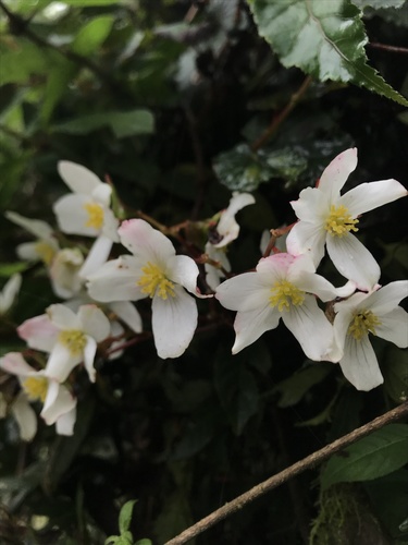 Begonia cornuta (Begonia cornuta)