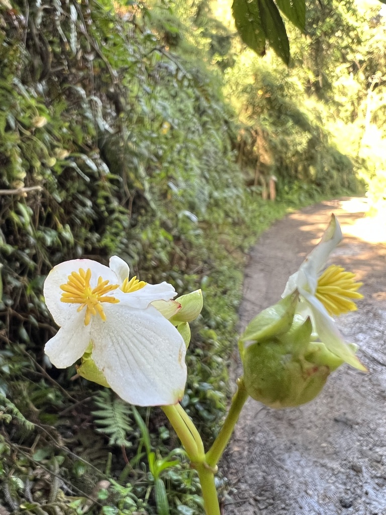 Begonia cornuta (Begonia cornuta)