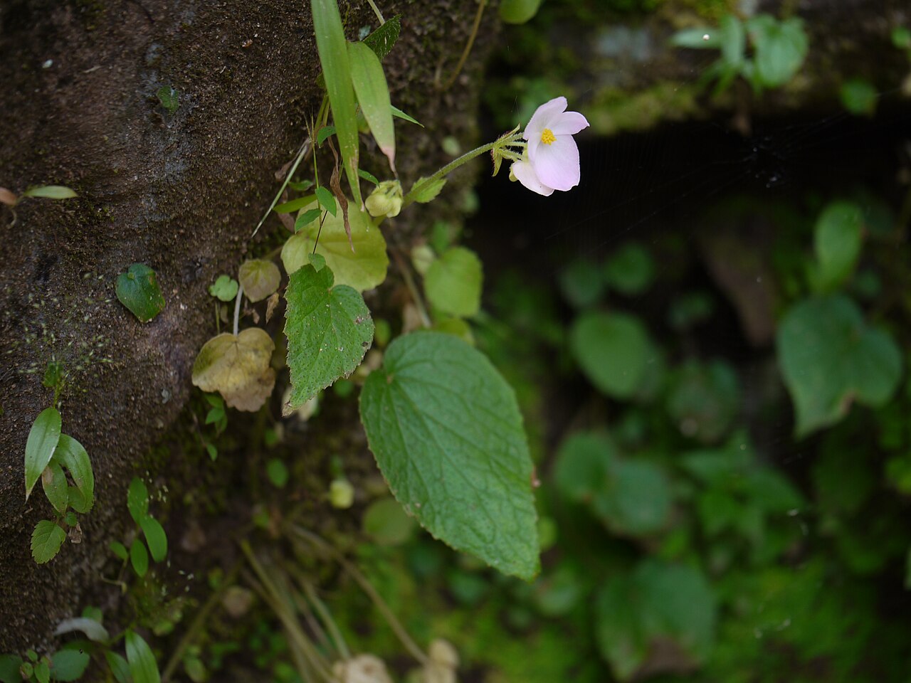 Begonia crenata: Begoniaceae (begonia family) » Begonia crenata be-GON-yuh -- named for Michel Begon, 18th c. Governor of St Domingue, French Canada kre-NAH-tuh -- scalloped com
