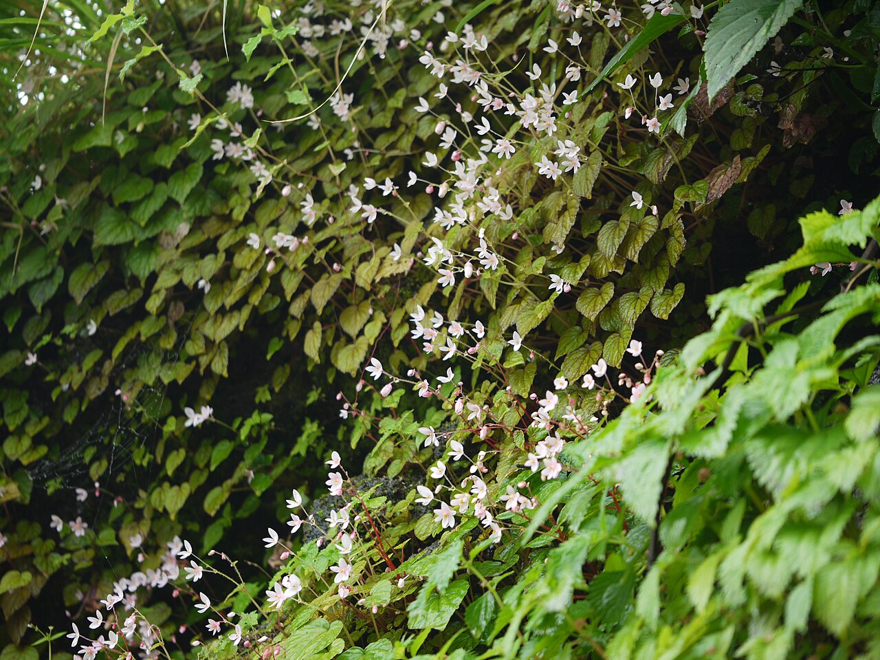 Begonia crenata: Begoniaceae (begonia family) » Begonia crenata be-GON-yuh -- named for Michel Begon, 18th c. Governor of St Domingue, French Canada kre-NAH-tuh -- scalloped com