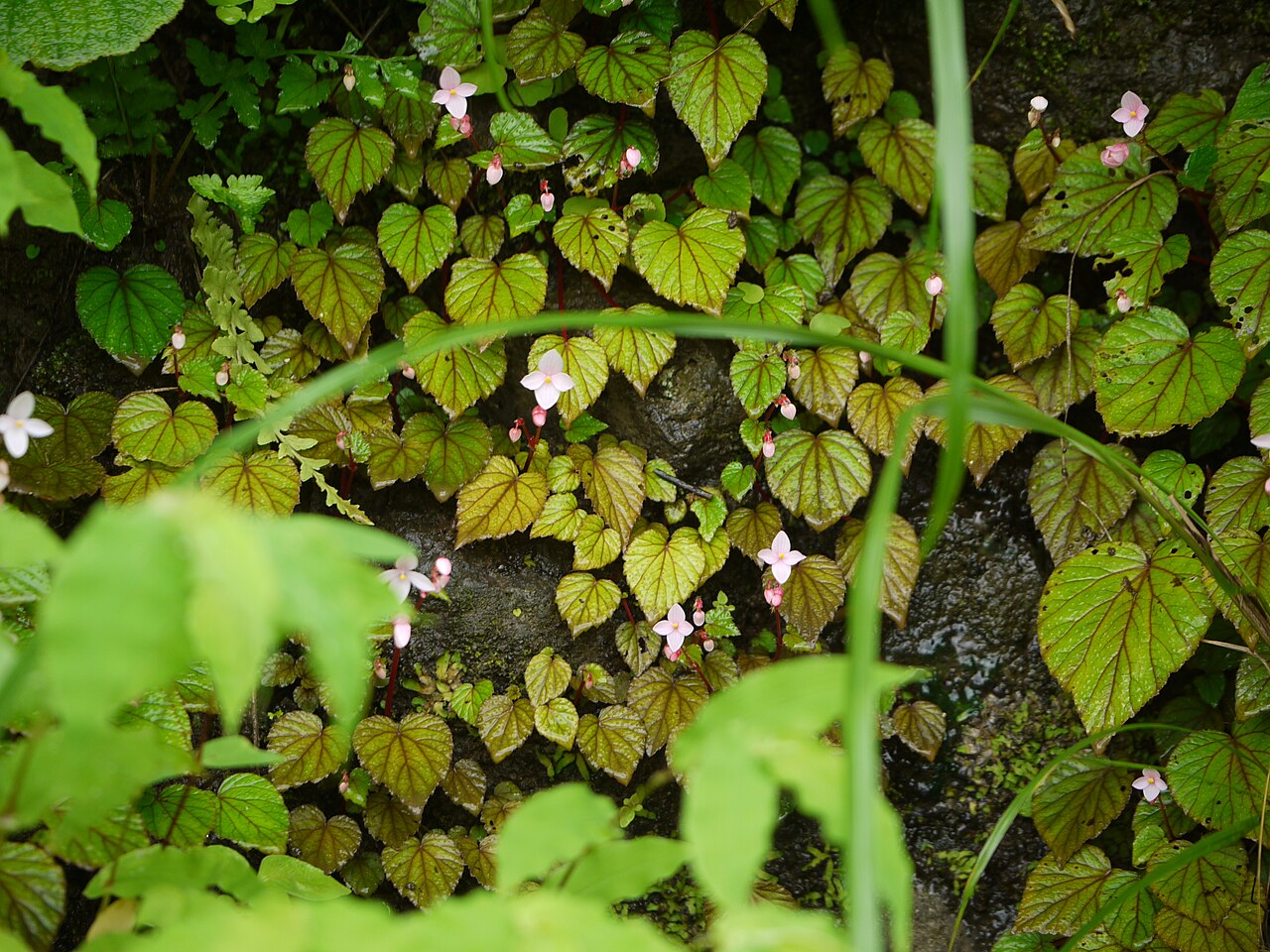 Begonia crenata: Begoniaceae (begonia family) » Begonia crenata be-GON-yuh -- named for Michel Begon, 18th c. Governor of St Domingue, French Canada kre-NAH-tuh -- scalloped com