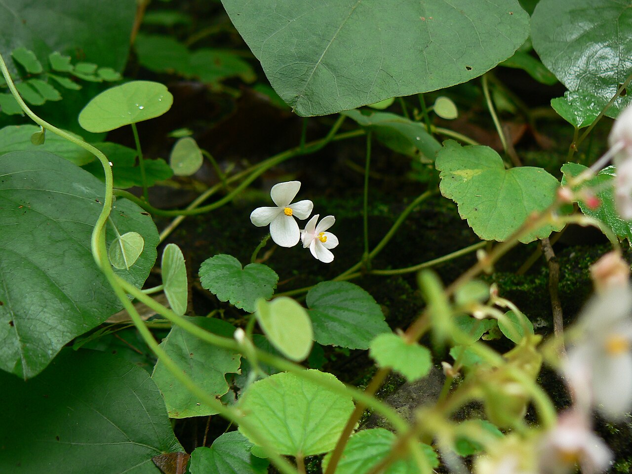 Begonia crenata: Begoniaceae (begonia family) » Begonia crenata be-GON-yuh -- named for Michel Begon, Governor of Saint Domingue kre-NAH-tuh -- meaning, scalloped commonly known