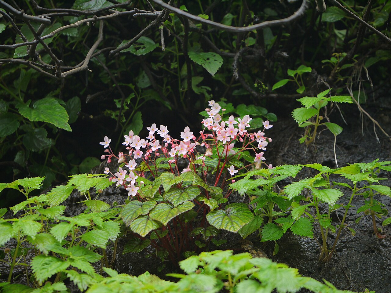 Begonia crenata: Begoniaceae (begonia family) » Begonia crenata be-GON-yuh -- named for Michel Begon, 18th c. Governor of St Domingue, French Canada kre-NAH-tuh -- scalloped com