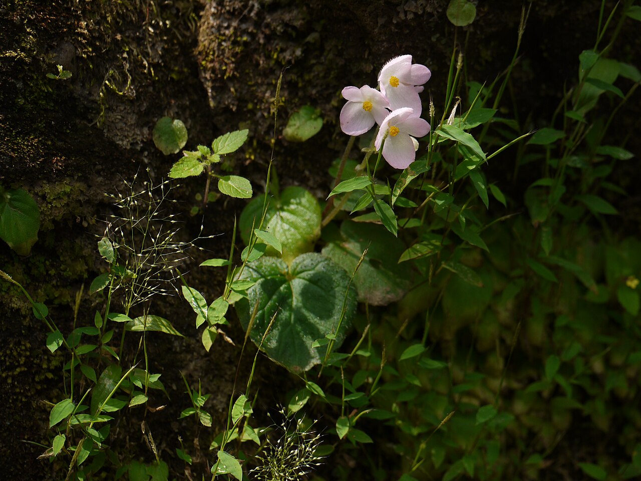 Begonia crenata: Begoniaceae (begonia family) » Begonia crenata be-GON-yuh -- named for Michel Begon, 18th c. Governor of St Domingue, French Canada kre-NAH-tuh -- scalloped com