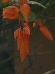 Begonia cuatrecasasiana (Begonia cuatrecasasiana)