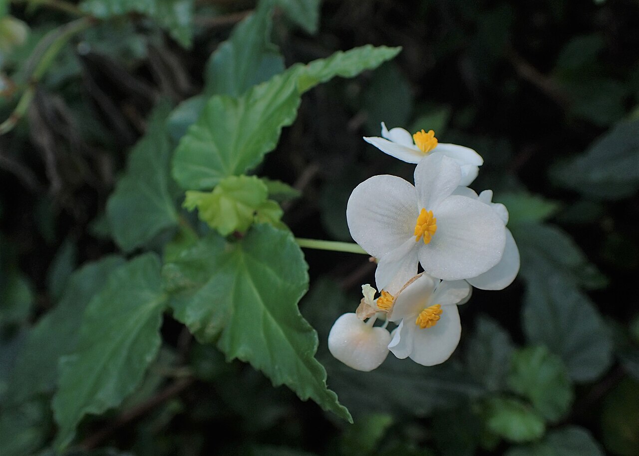 Begonia cubensis: Begonia cubensis in the Botanischer Garten, Berlin-Dahlem