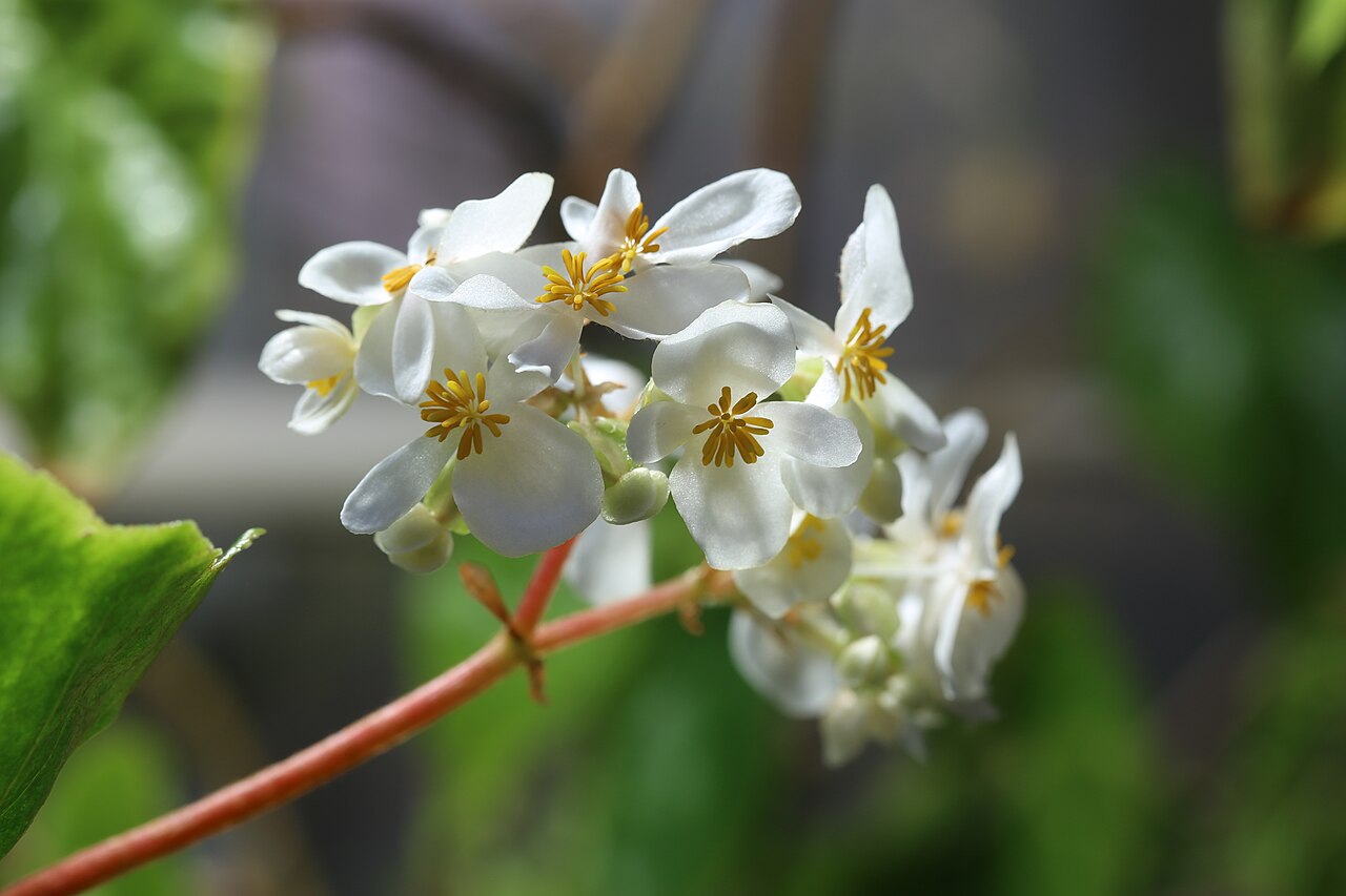 Begonia cubensis: Begonia cubensis at Gothenburg Botanical Garden 2015. Plant id: 2005-1353