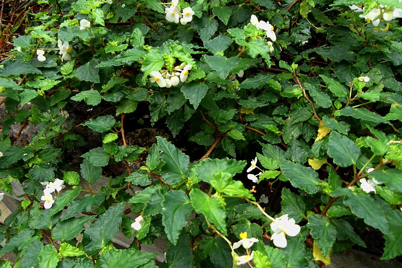 Begonia cubensis: Begonia cubensis Hassk. dans la serre du Botanischer Garten de Berlin-Dahlem