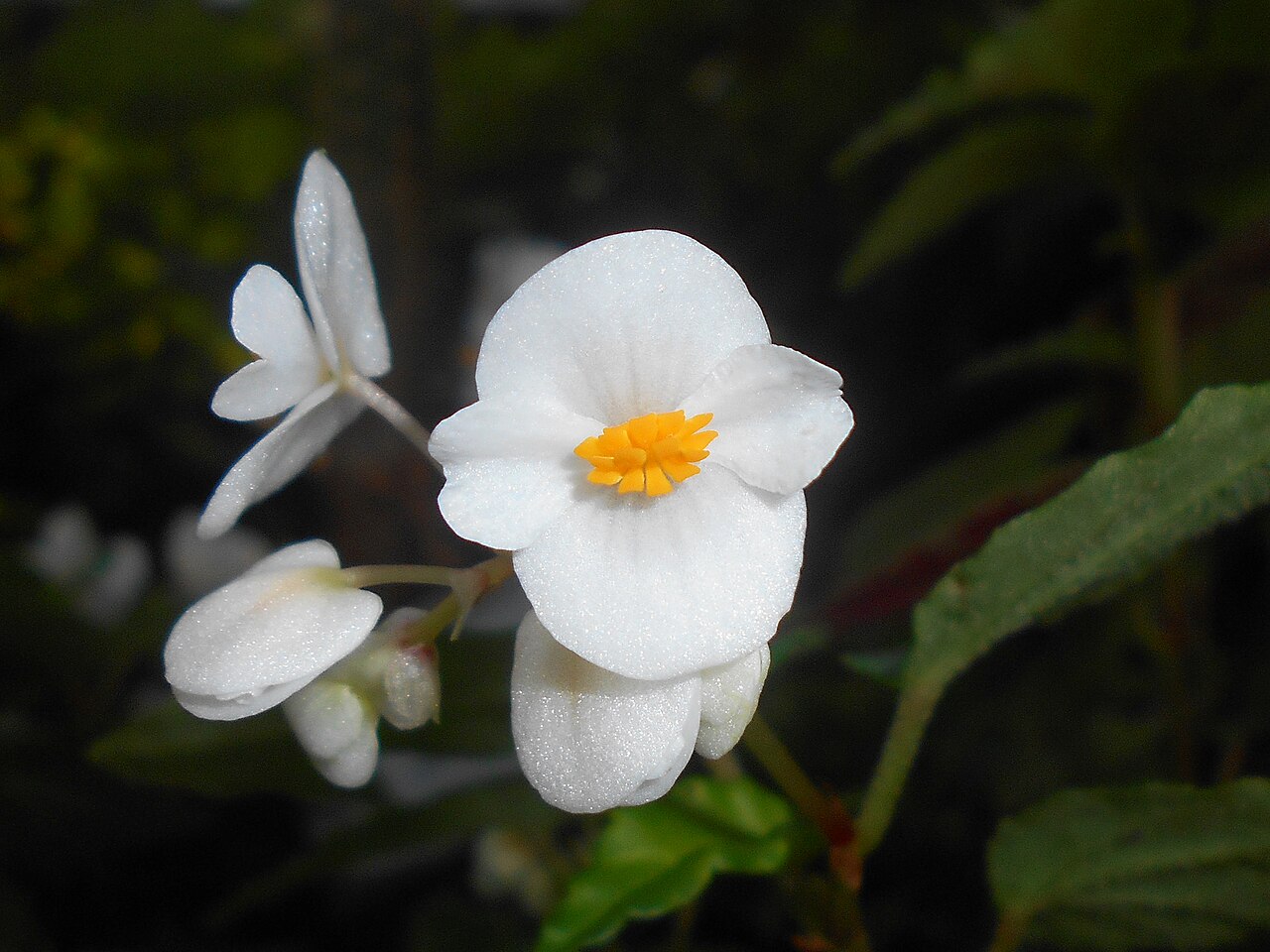 Begonia cubensis: Begonia cubensis , Botanischer Garten Berlin.