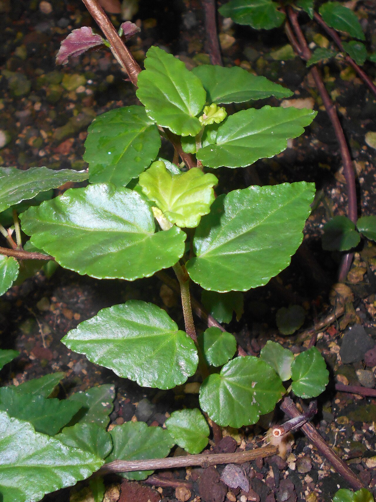 Begonia cubensis: Begonia cubensis , Botanischer Garten Berlin.