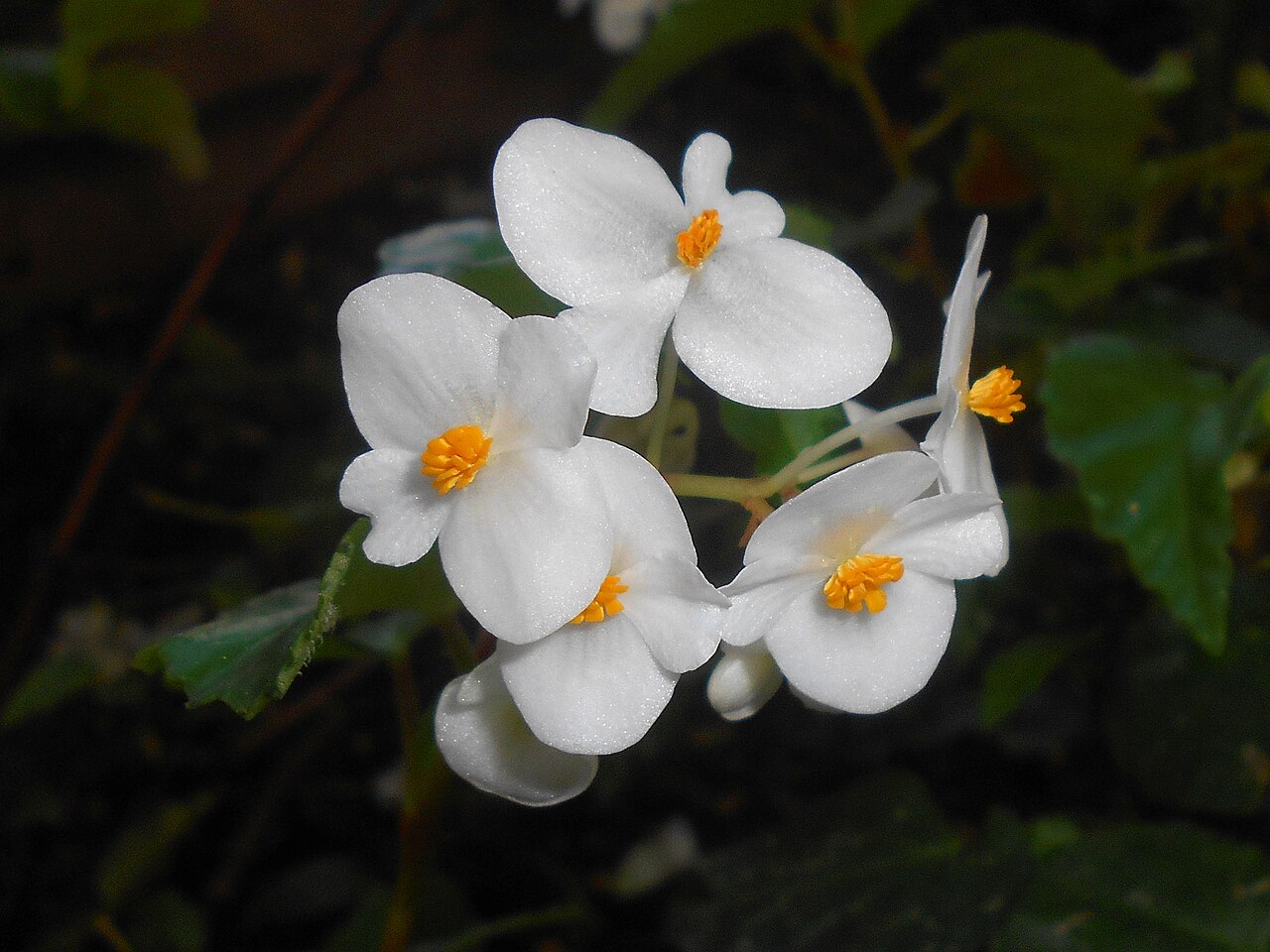 Begonia cubensis: Begonia cubensis , Botanischer Garten Berlin.