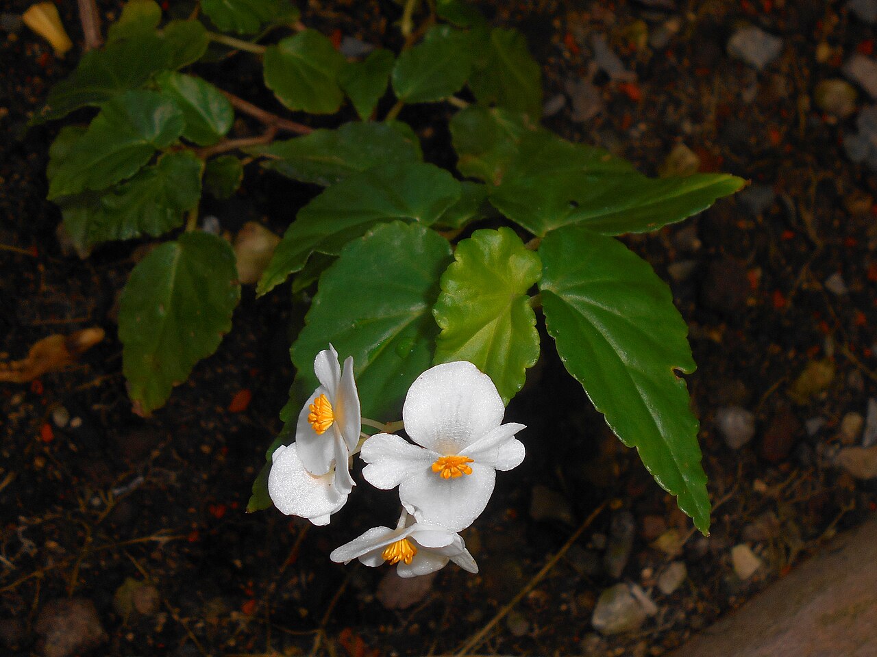Begonia cubensis: Begonia cubensis , Botanischer Garten Berlin.