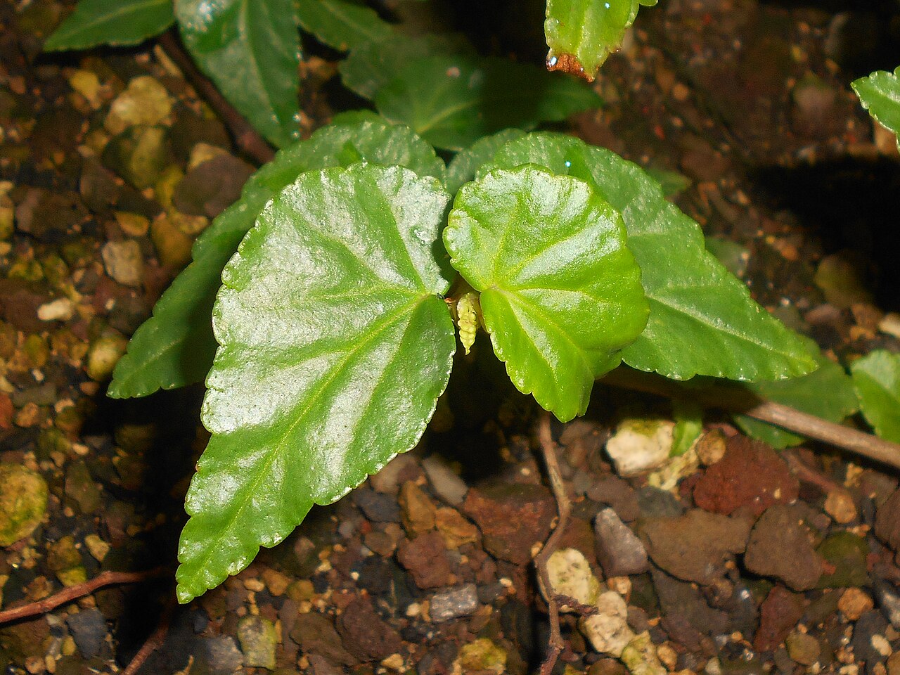 Begonia cubensis: Begonia cubensis , Botanischer Garten Berlin.