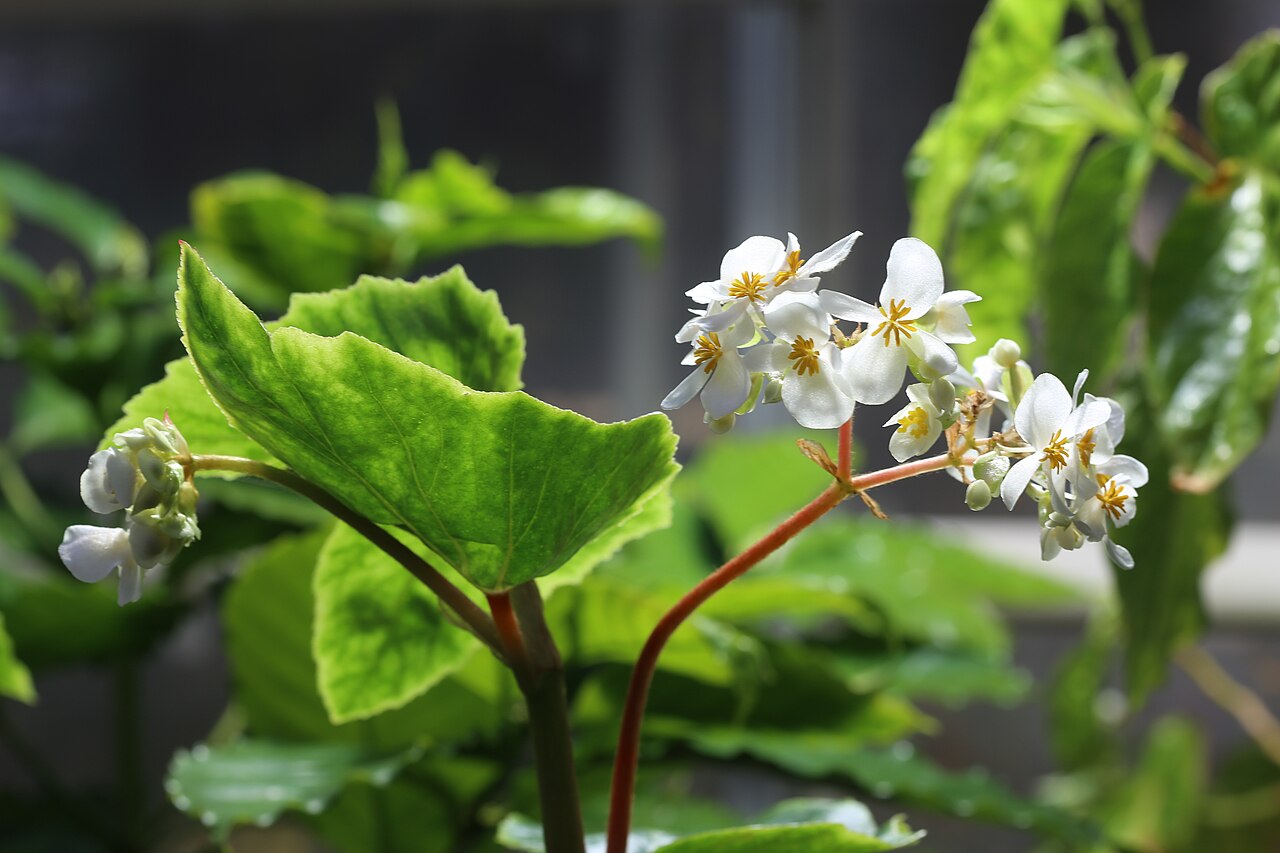 Begonia cubensis: Begonia cubensis at Gothenburg Botanical Garden 2015. Plant id: 2005-1353