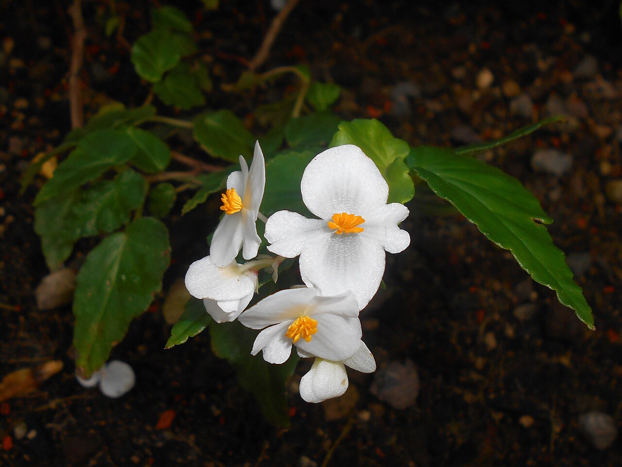 Begonia cubensis: Begonia cubensis , Botanischer Garten Berlin.