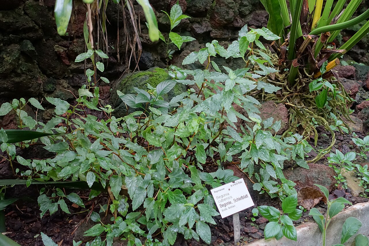 Begonia cubensis: Botanical specimen in the Flora und Botanischer Garten Köln - Cologne, Germany.
