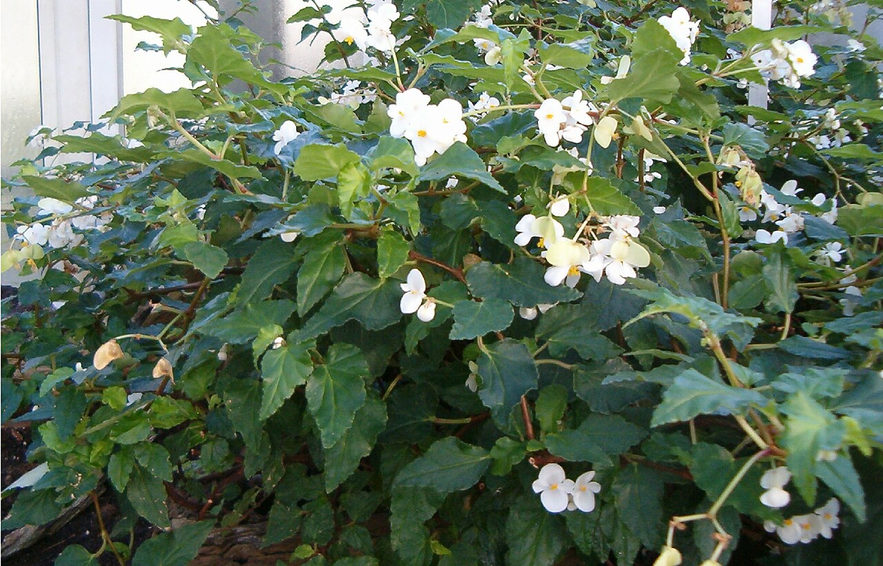 Begonia cubensis (Begonia cubensis)