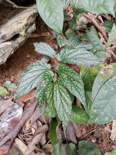 Begonia cucphuongensis (Begonia cucphuongensis)