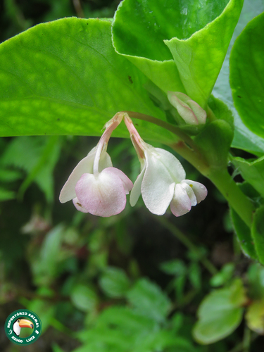Clubed begonia (Begonia cucullata)