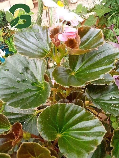 Clubed begonia: Begonia Cucullata