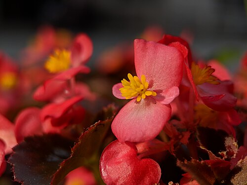 Clubed begonia: Begonia cucullata , photographed in Central China Normal University, Wuhan, Hubei Province, China