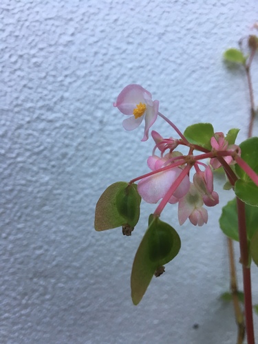 Clubed begonia (Begonia cucullata)