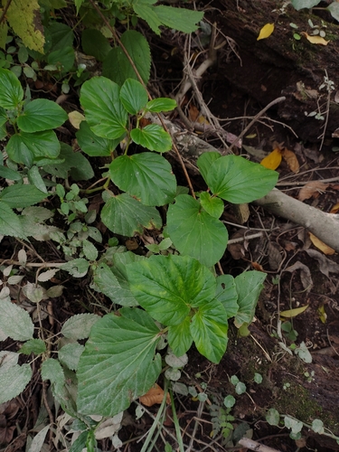 Clubed begonia (Begonia cucullata)