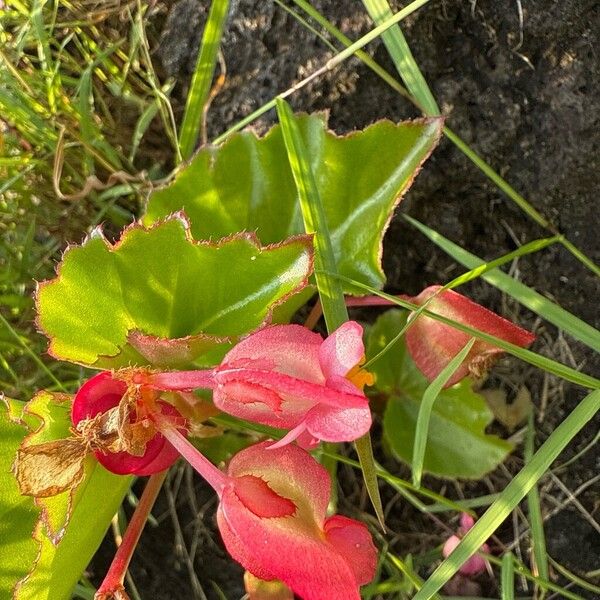 Clubed begonia (Begonia cucullata)