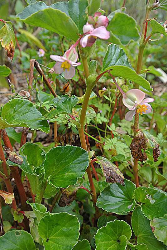 Clubed begonia: The Clubbed Begonia is now widespread from an origin in southeastern Brazil and northeastern Argentina. UC Berkeley Botanical Gardens.