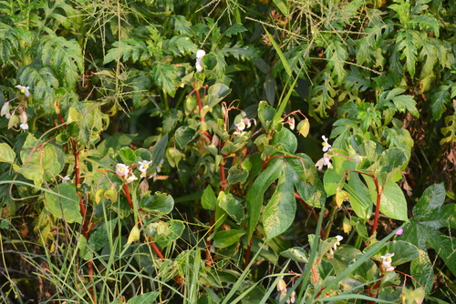 Clubed begonia (Begonia cucullata)