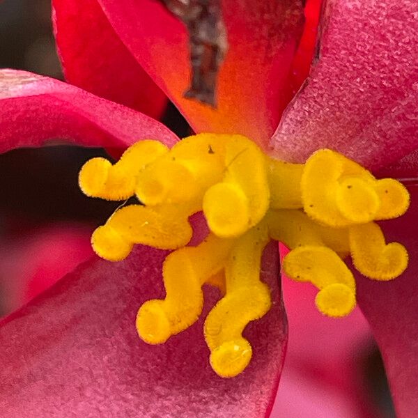 Clubed begonia (Begonia cucullata)